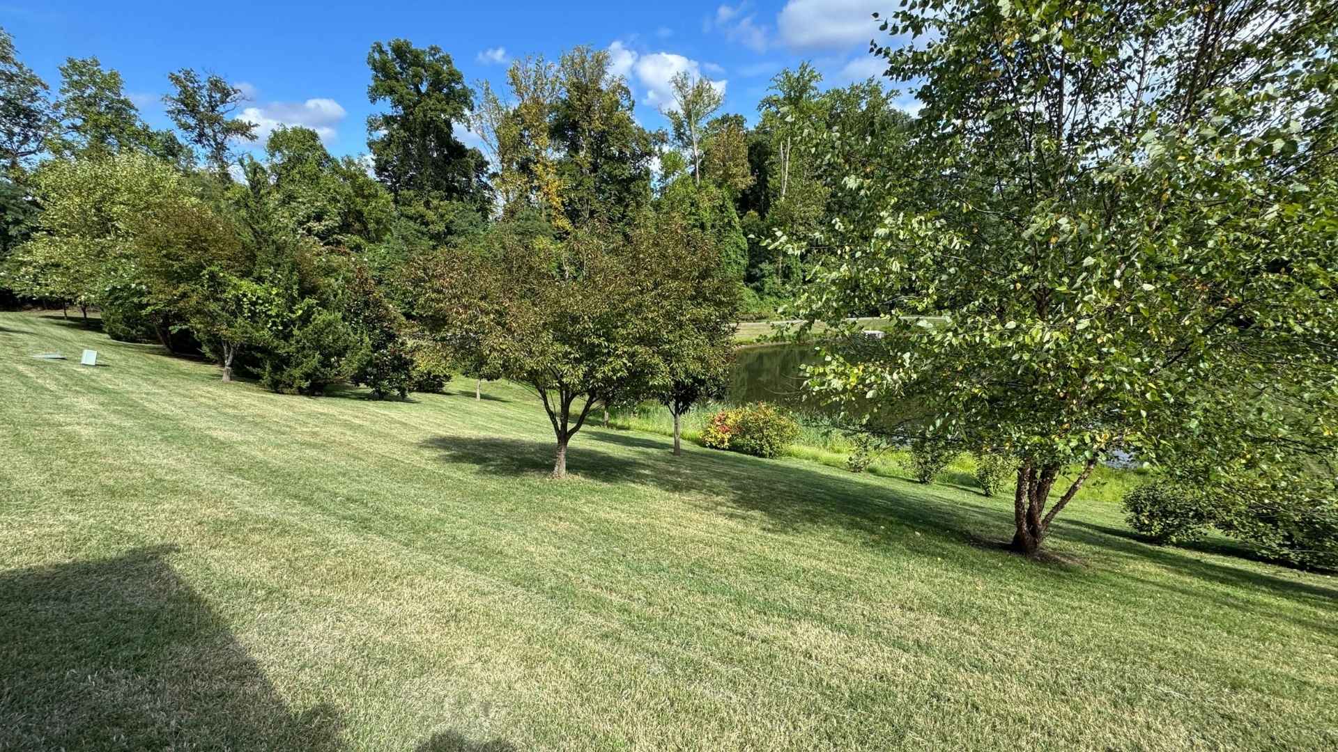 Lush green lawn with trees under a blue sky