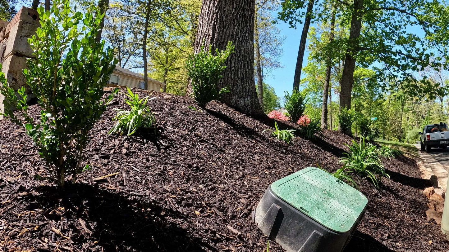 Mulched garden bed with green plants and shrubs near a tree in outdoor living space