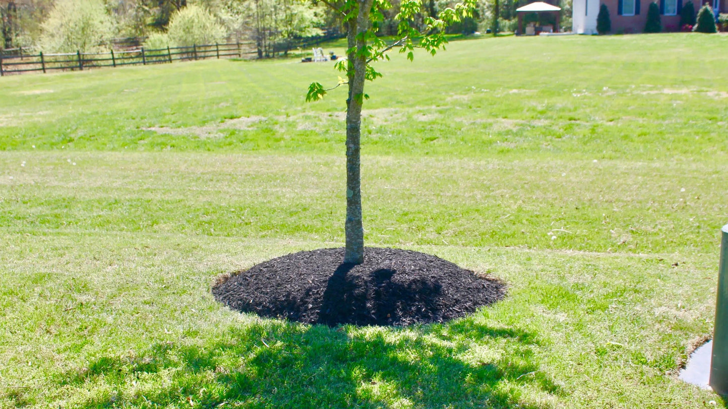Mulched area around a tree in a sunny backyard for improved outdoor aesthetics