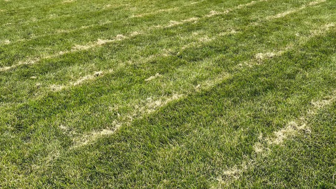 Why Weekly Lawn Care? - Israels Landscaping