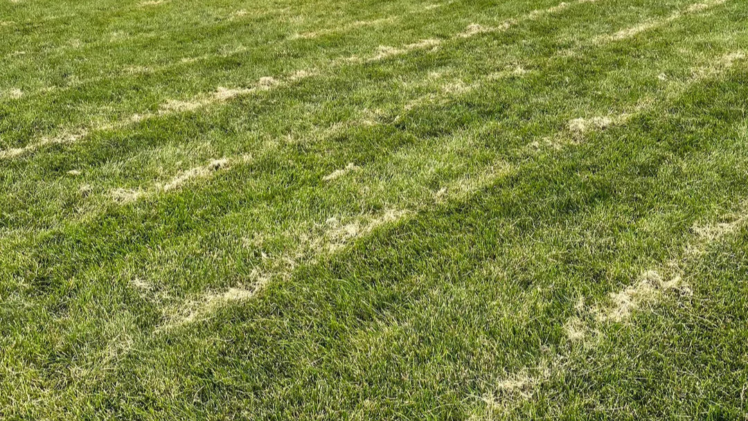 Why Weekly Lawn Care?