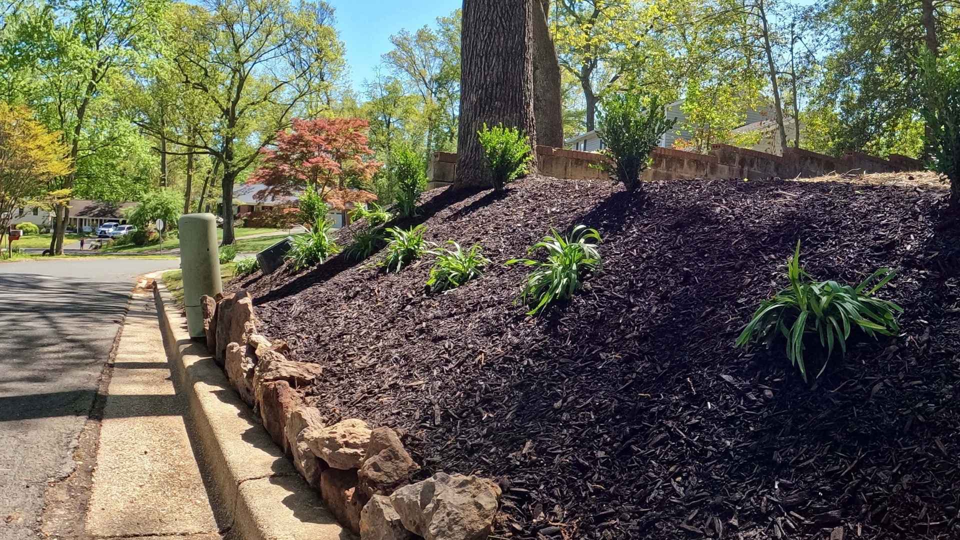  landscaped area with mulch and young plants in a park setting