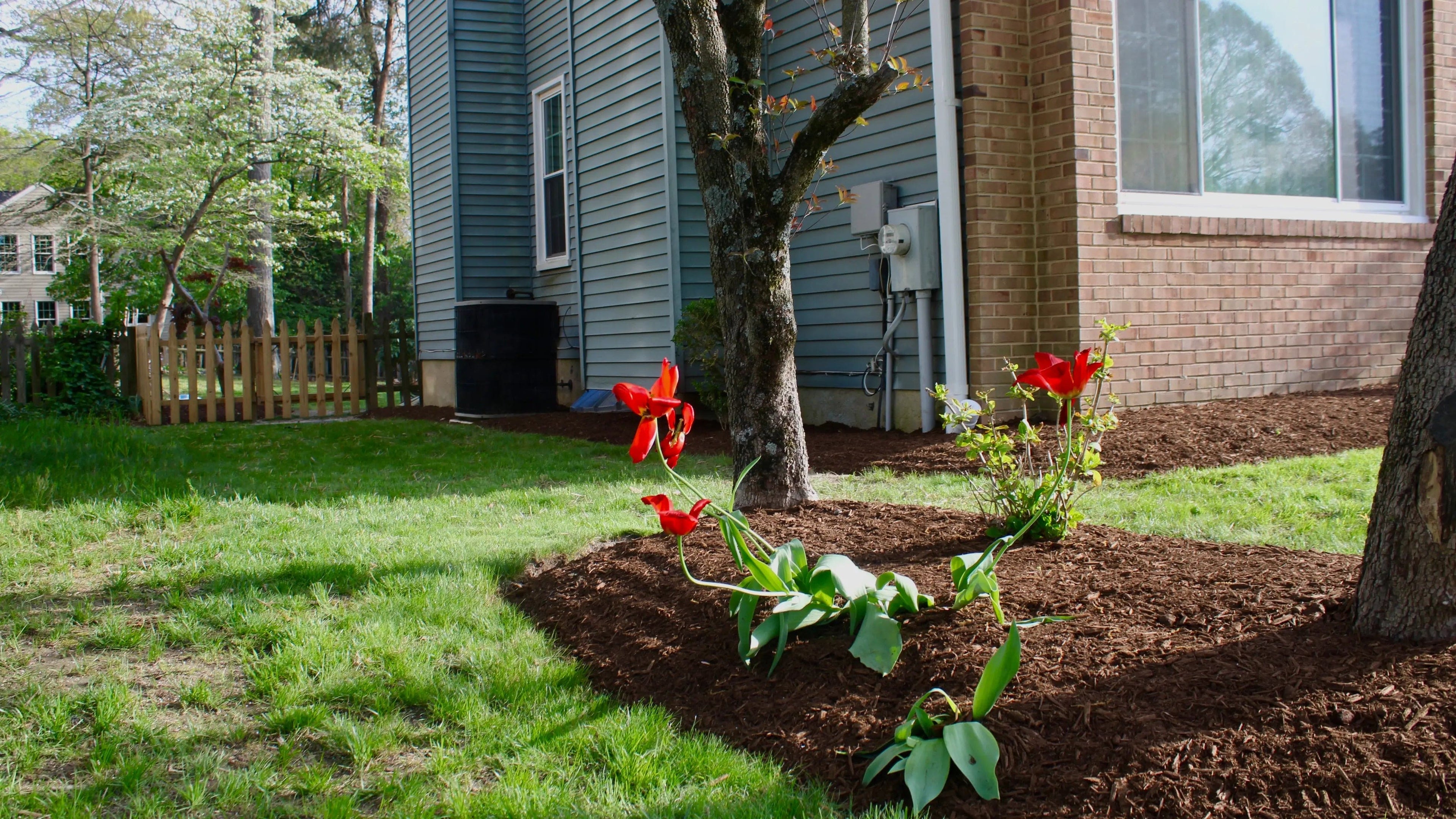 Lush outdoor garden with vibrant red flowers and freshly mulched flower beds near a house