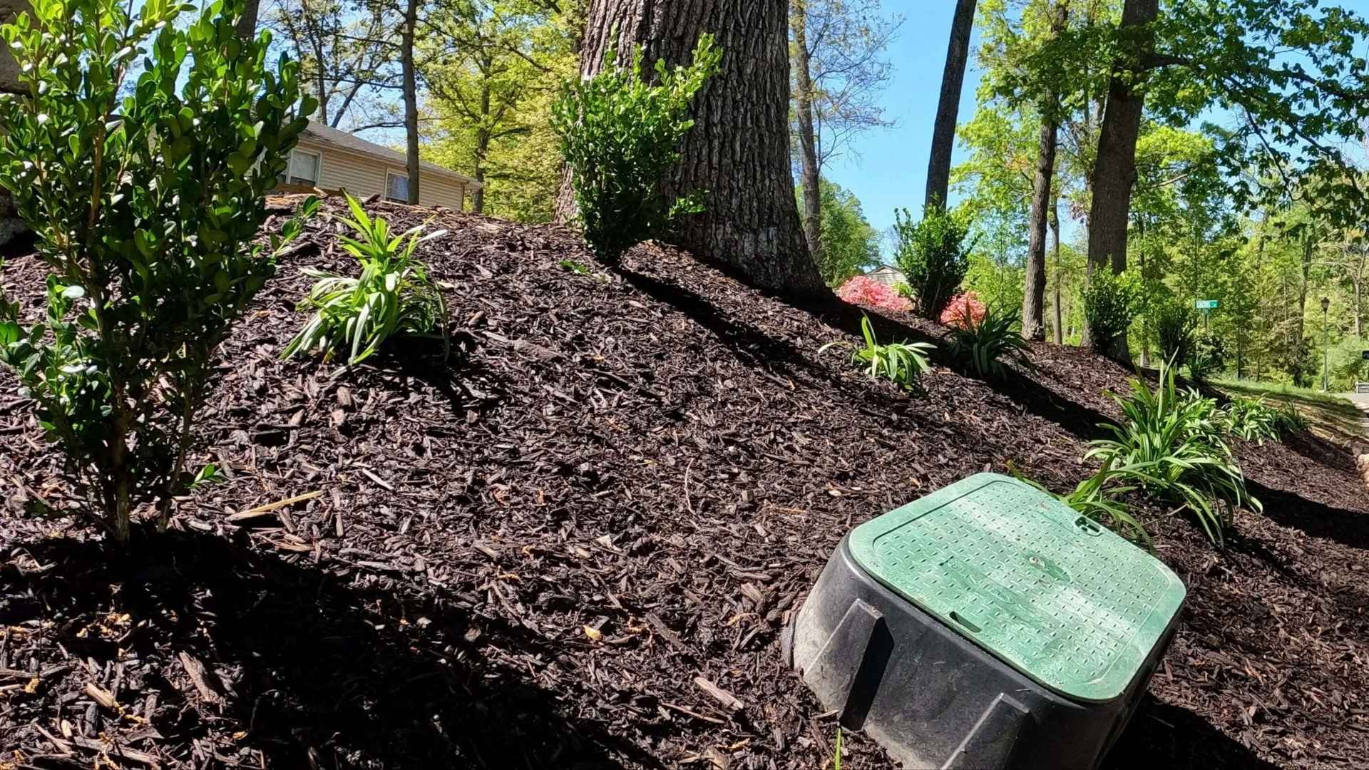 Mulched garden bed with green plants and shrubs near a tree in outdoor living space