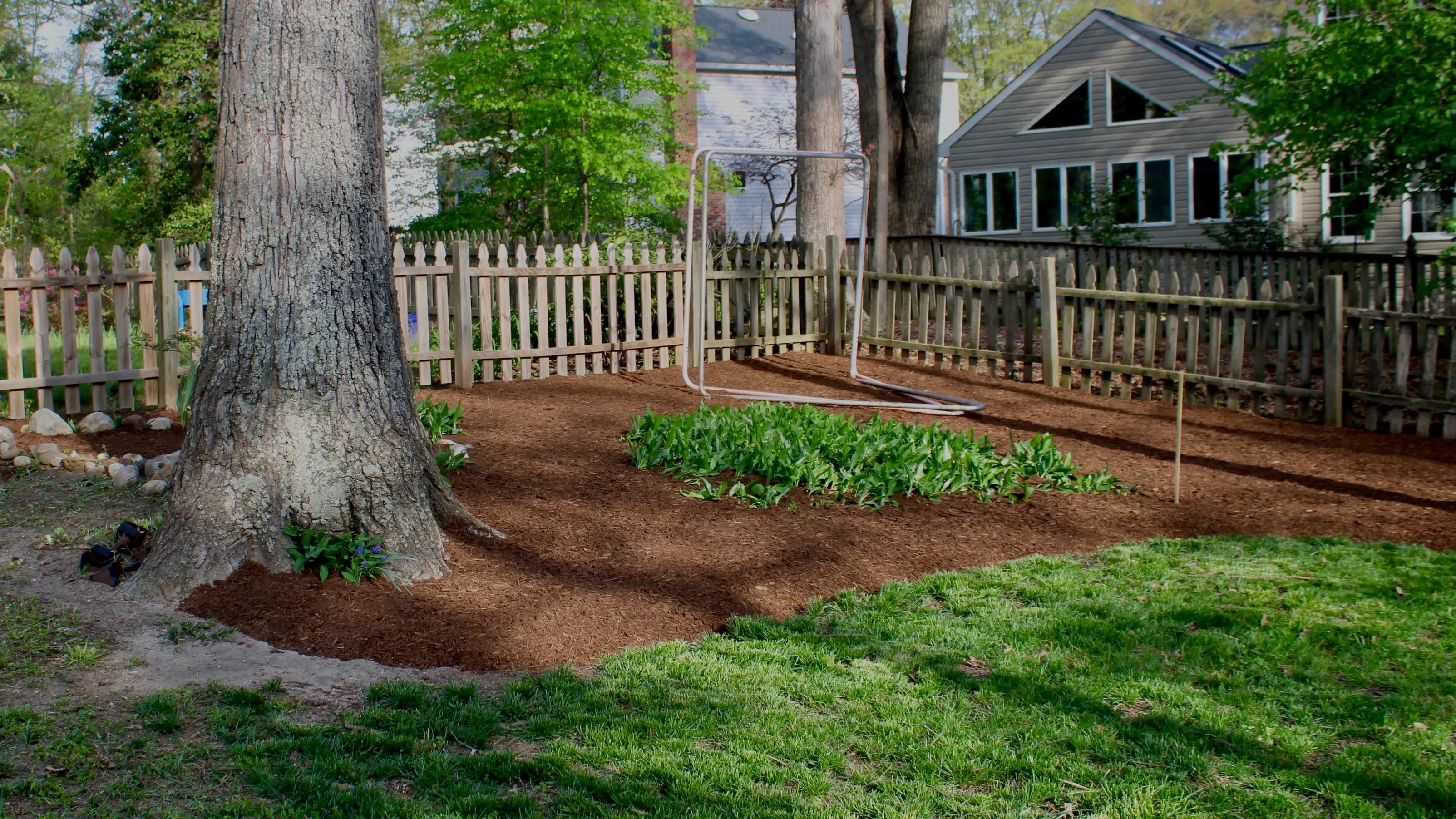 Lush green backyard with a tree and mulch area, perfect for outdoor living and relaxation