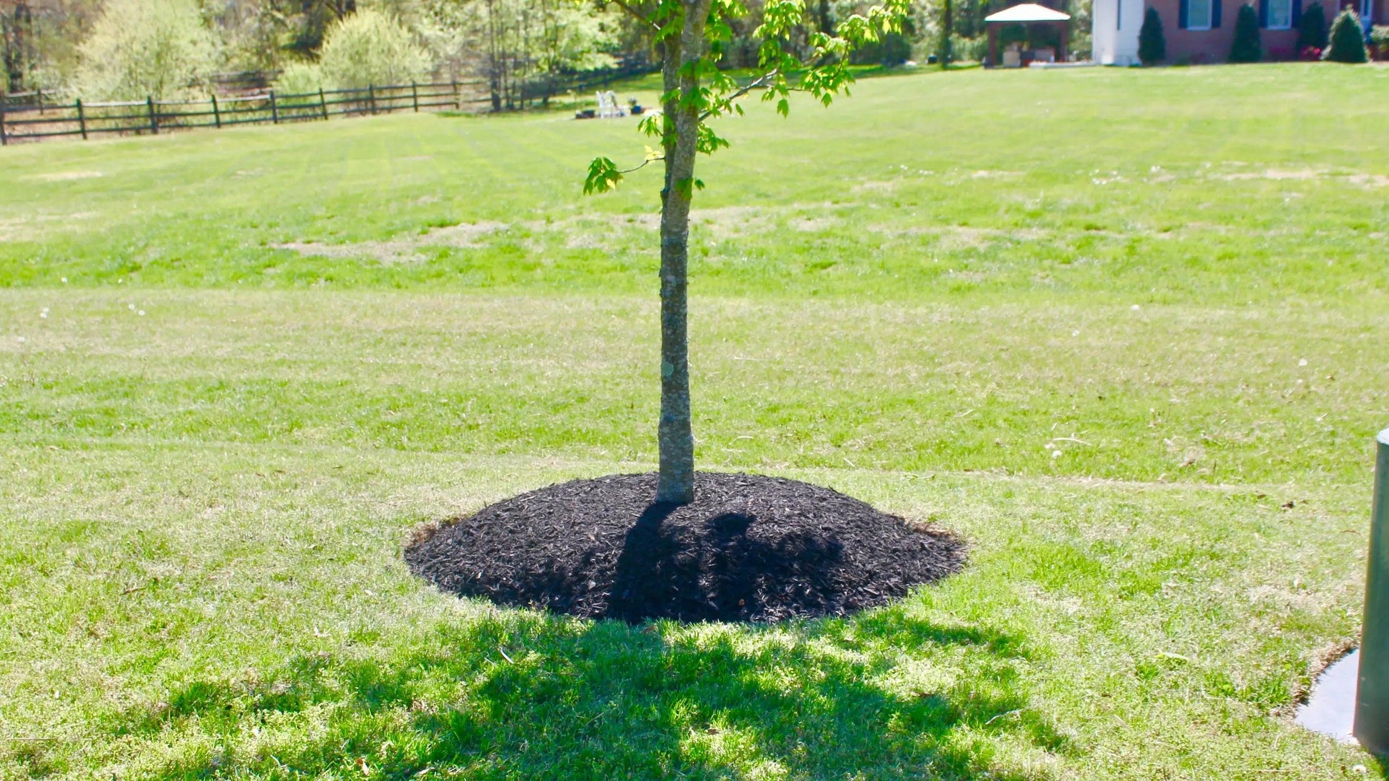 Mulched area around a tree in a sunny backyard for improved outdoor aesthetics