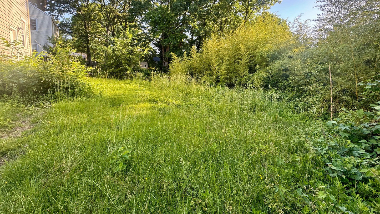 Overgrown backyard needing lawn maintenance services Maryland for restoration and upkeep