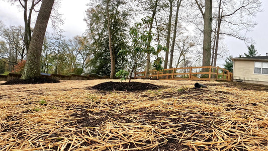Freshly mulched landscape area ready for overseeding Maryland lawns with natural straw cover